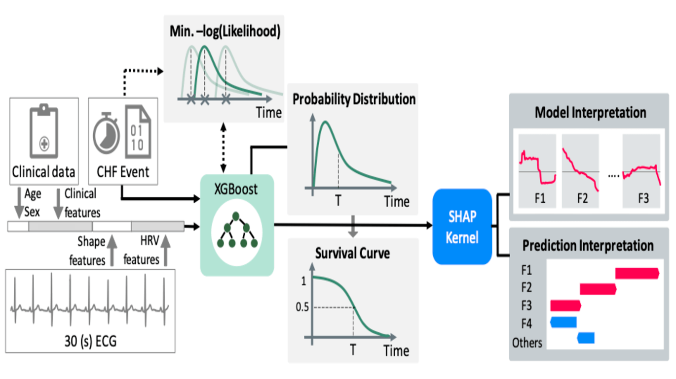 AIC-13_A Interpretable Estimation of the risk of Heart Failure Hospitalization from a 30-second Electrocardiogram