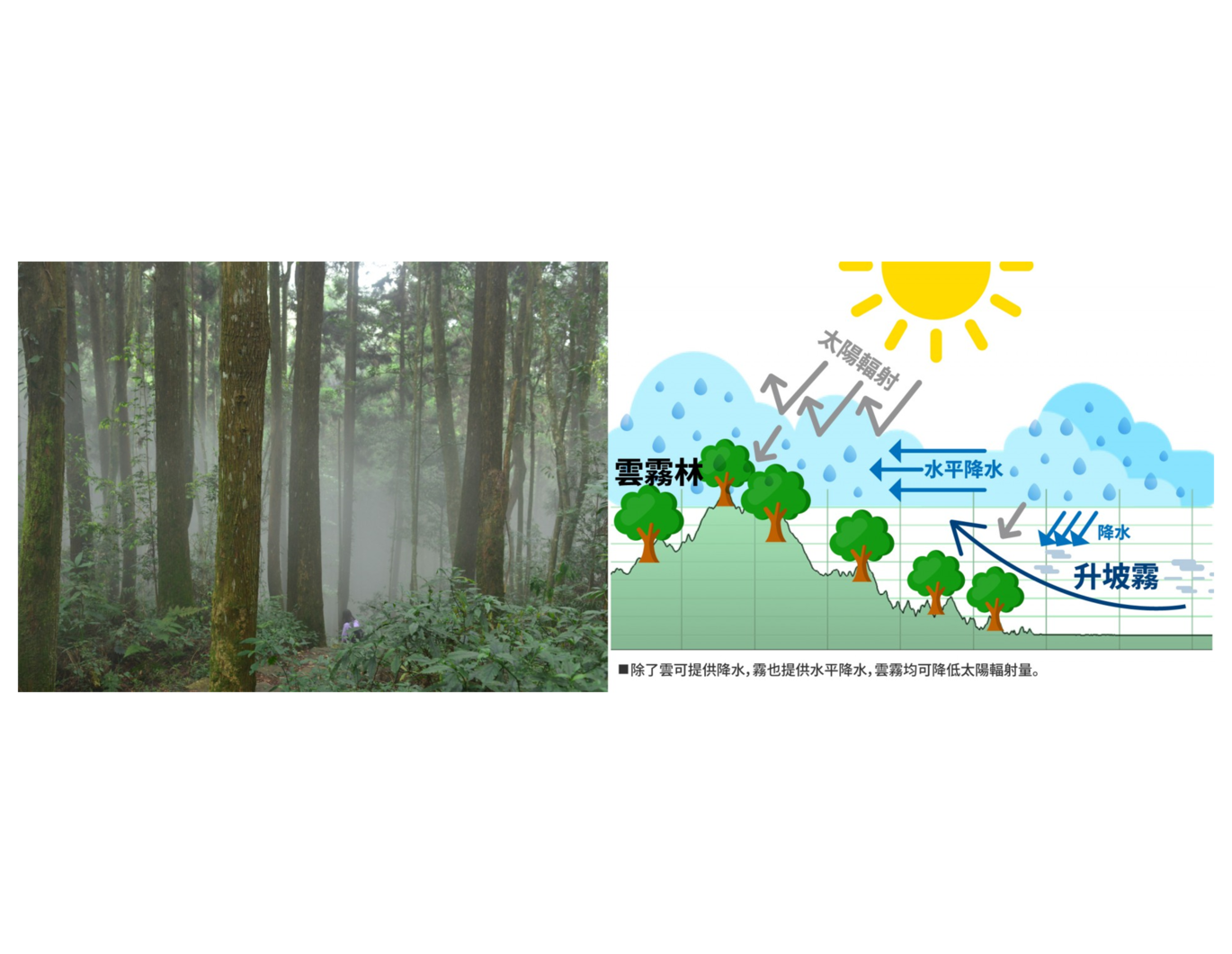 攜手台大保護雲霧林生物多樣性